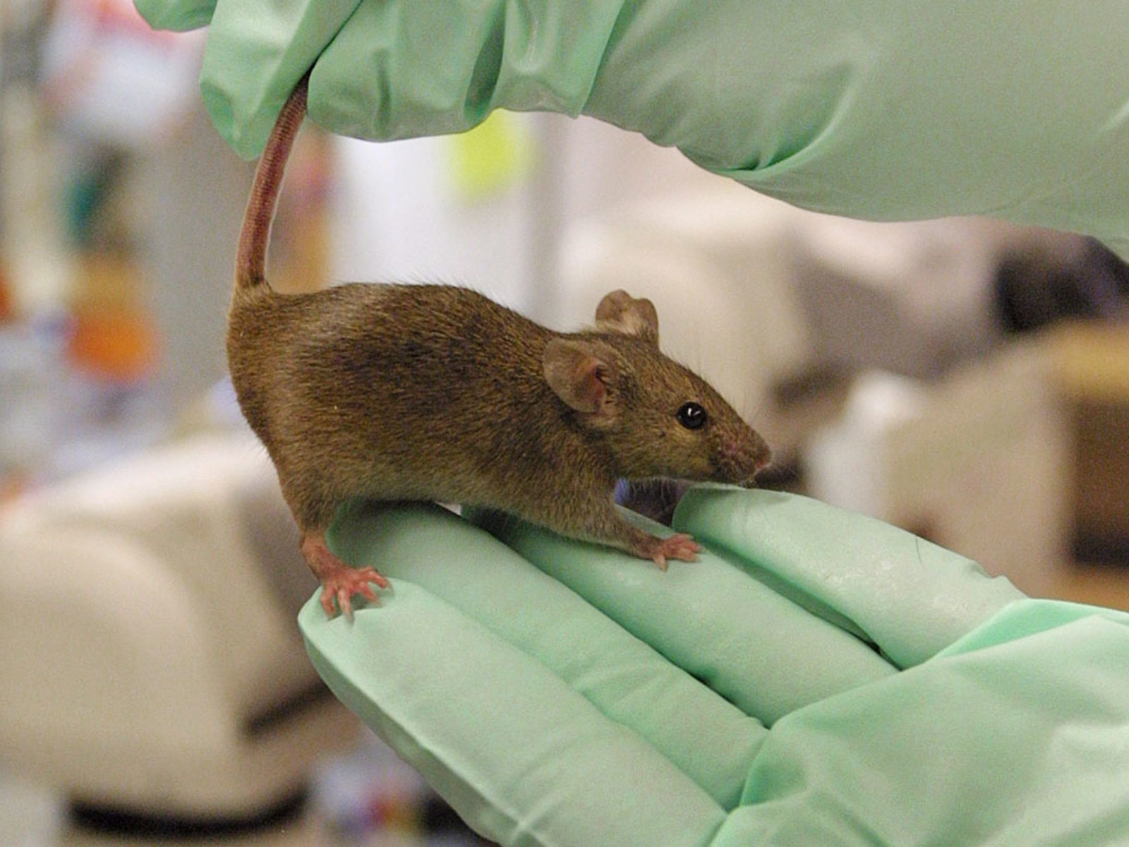 A researcher holds a mouse.